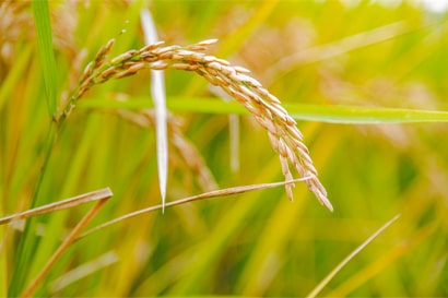AGRICULTURE